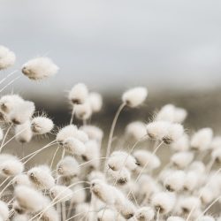 Herbes blanches